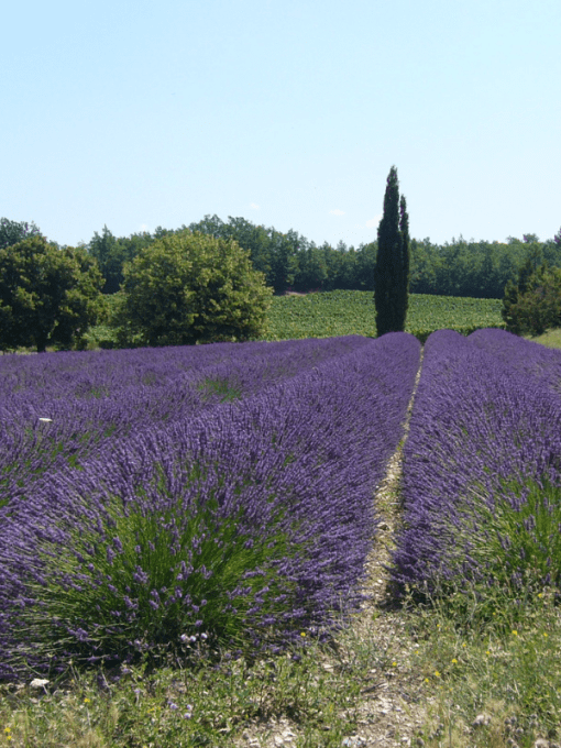 Pochon de Fleurs de Lavandin